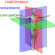 Anatomische Lage- und Richtungsbezeichnungen