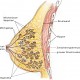 Sentinel-Lymph-Nodes beim Mammakarzinom (Teil 2)