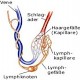 Sentinel-Lymph-Nodes beim Mammakarzinom (Teil 1)