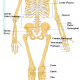 Os tibiale externum