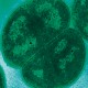 Bakterium das sich bei extremen Strahlendosen wohlfühlt