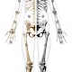 Orthorad.de - Referenzdatenbank zur Skelettradiographie