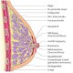 Die Grundlagen der Mammographie