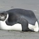 Der Kaiserpinguin der Sand statt Schnee fraß.